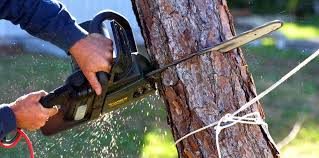 How Our Tree Care Process Works  in  Robesonia, PA